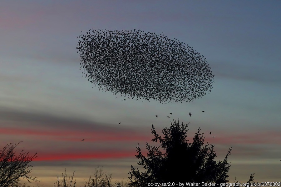 Starling murmuration